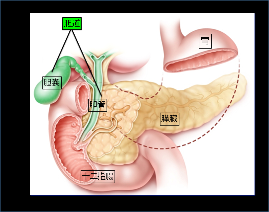 胆道の位置