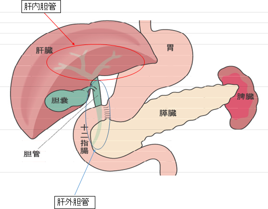 肝内胆管と肝外胆管