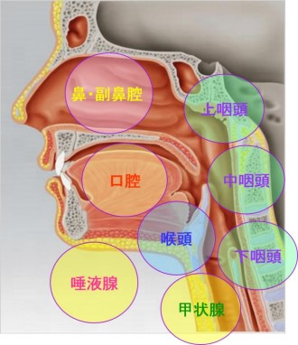 頭頸部腫瘍