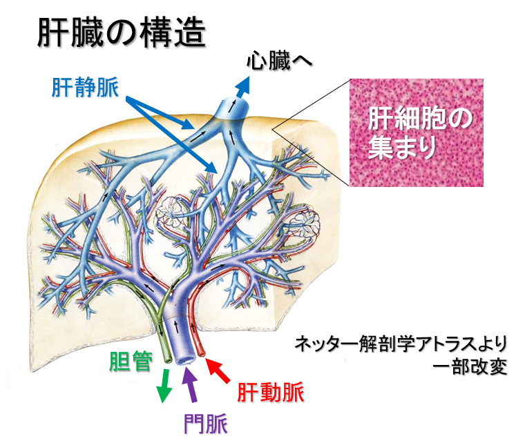 肝がんについて