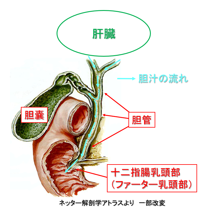 胆道がんについて