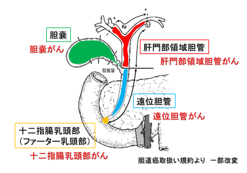 胆道がんについて