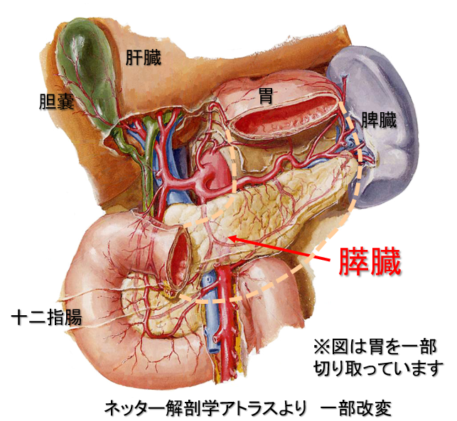 膵臓について