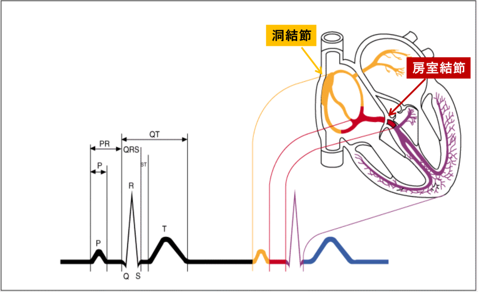 心臓の伝導