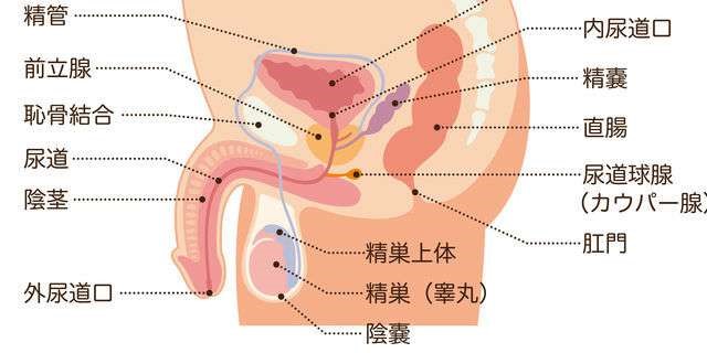 精巣とは