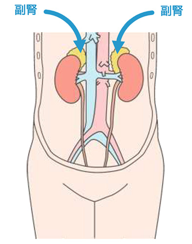 副腎とは