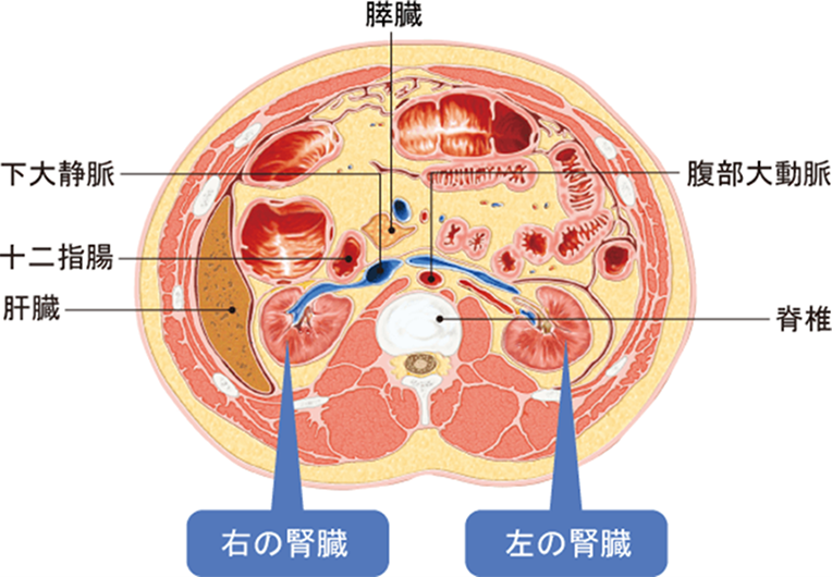 腎臓