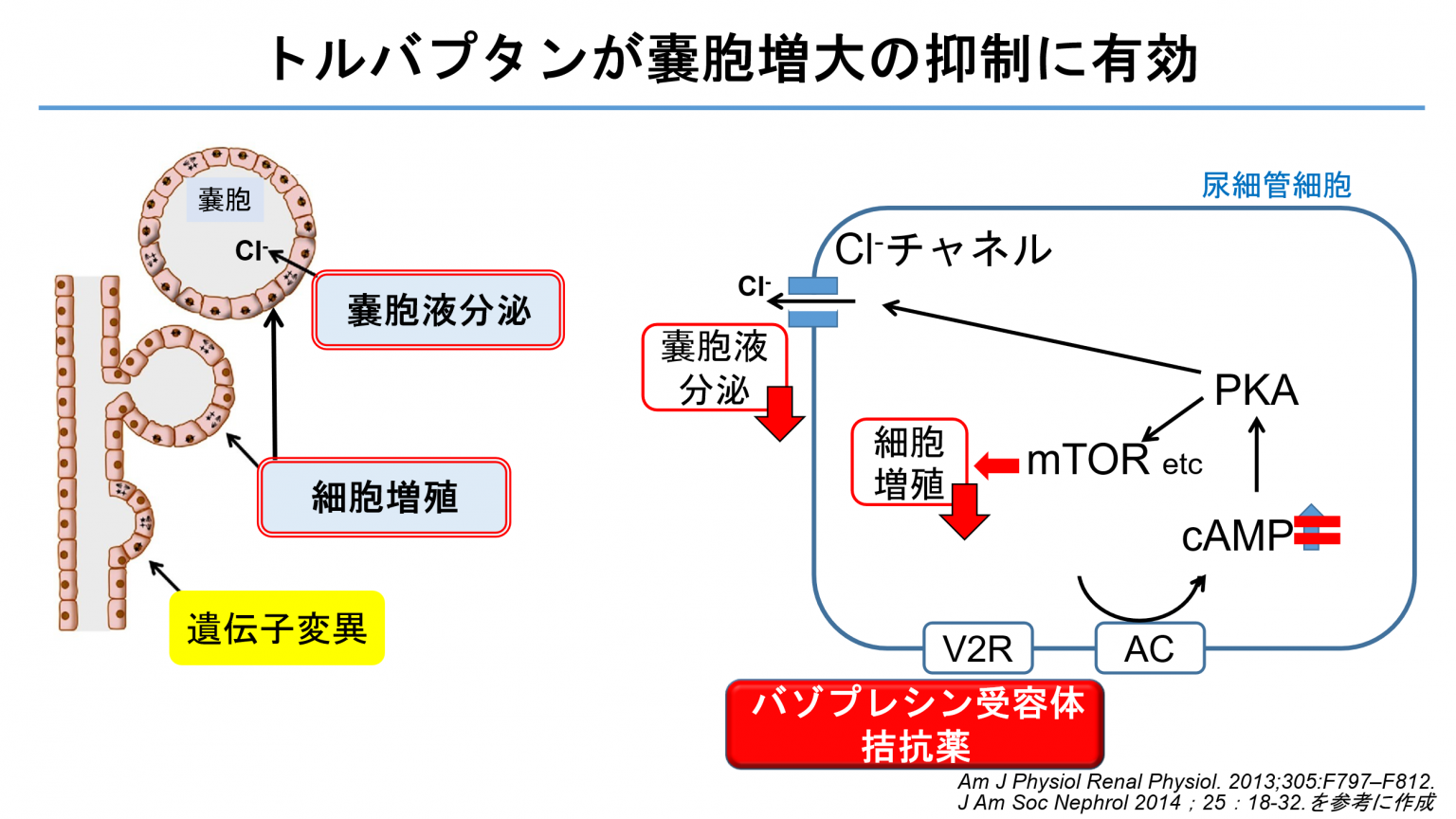 トルバプタンが嚢胞増大の抑制に有効